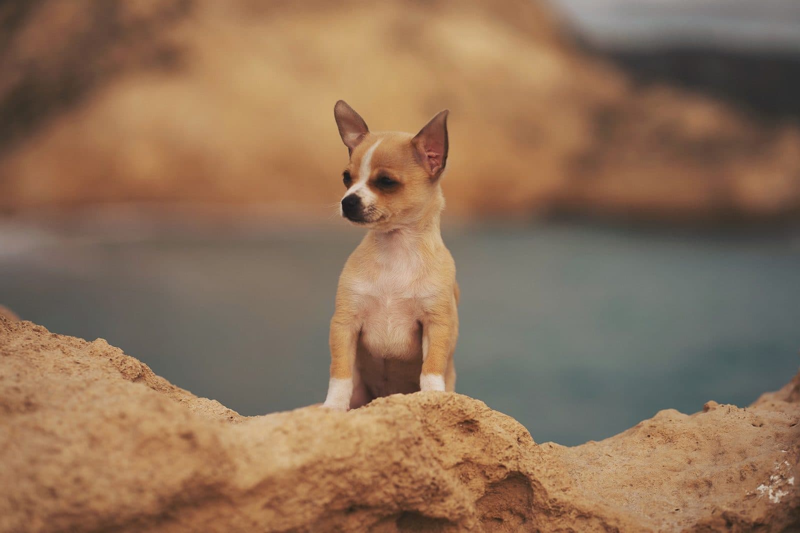 Kamera-Momente – Hundefotografie Eva Dresel